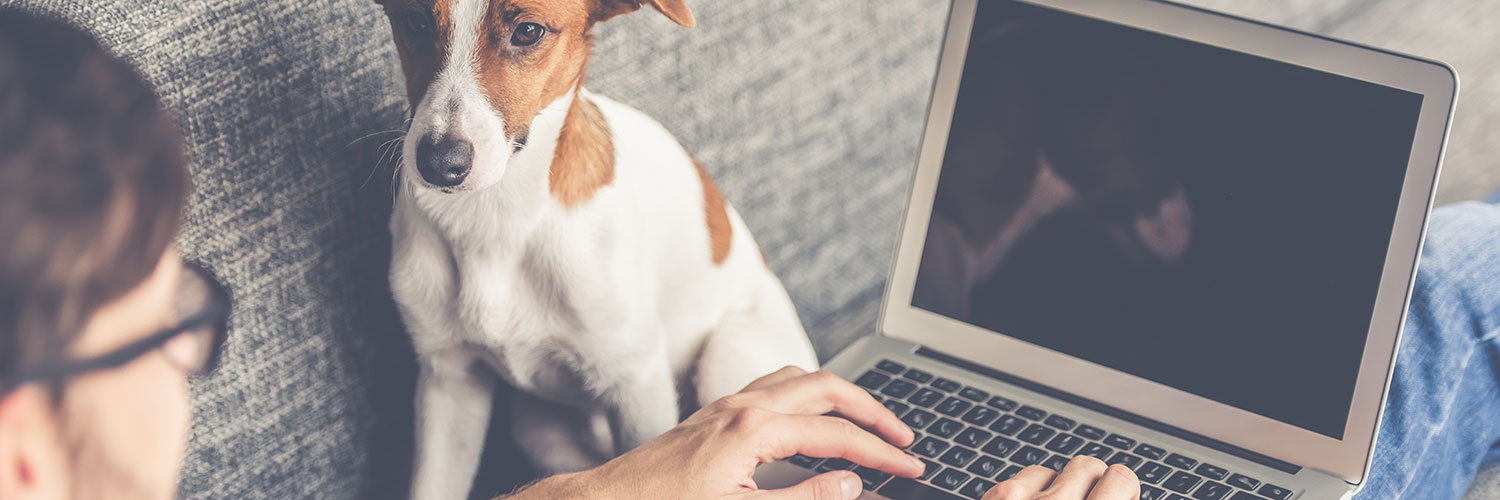 Man online learning whilst dog watches